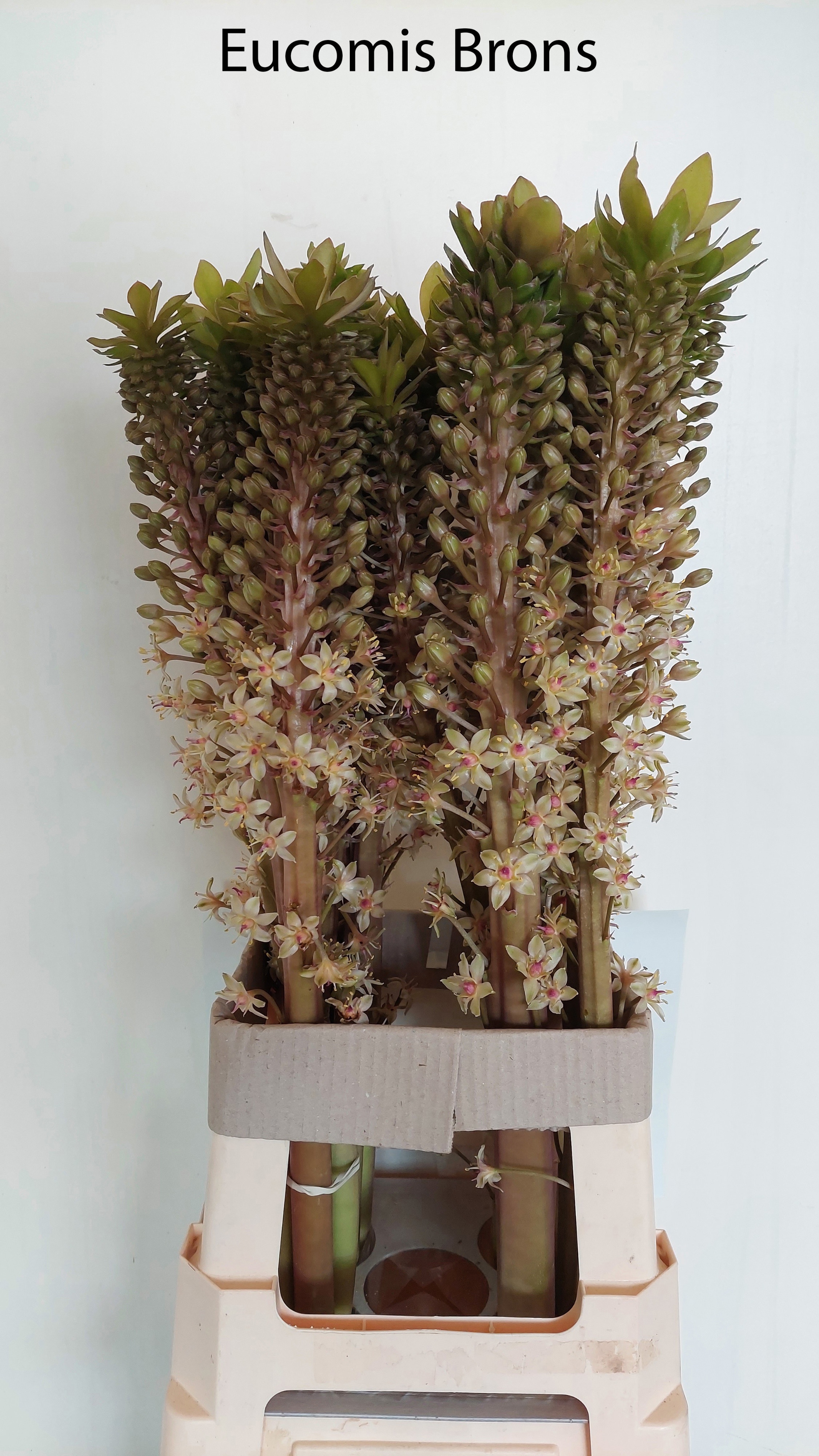 Eucomis Ov