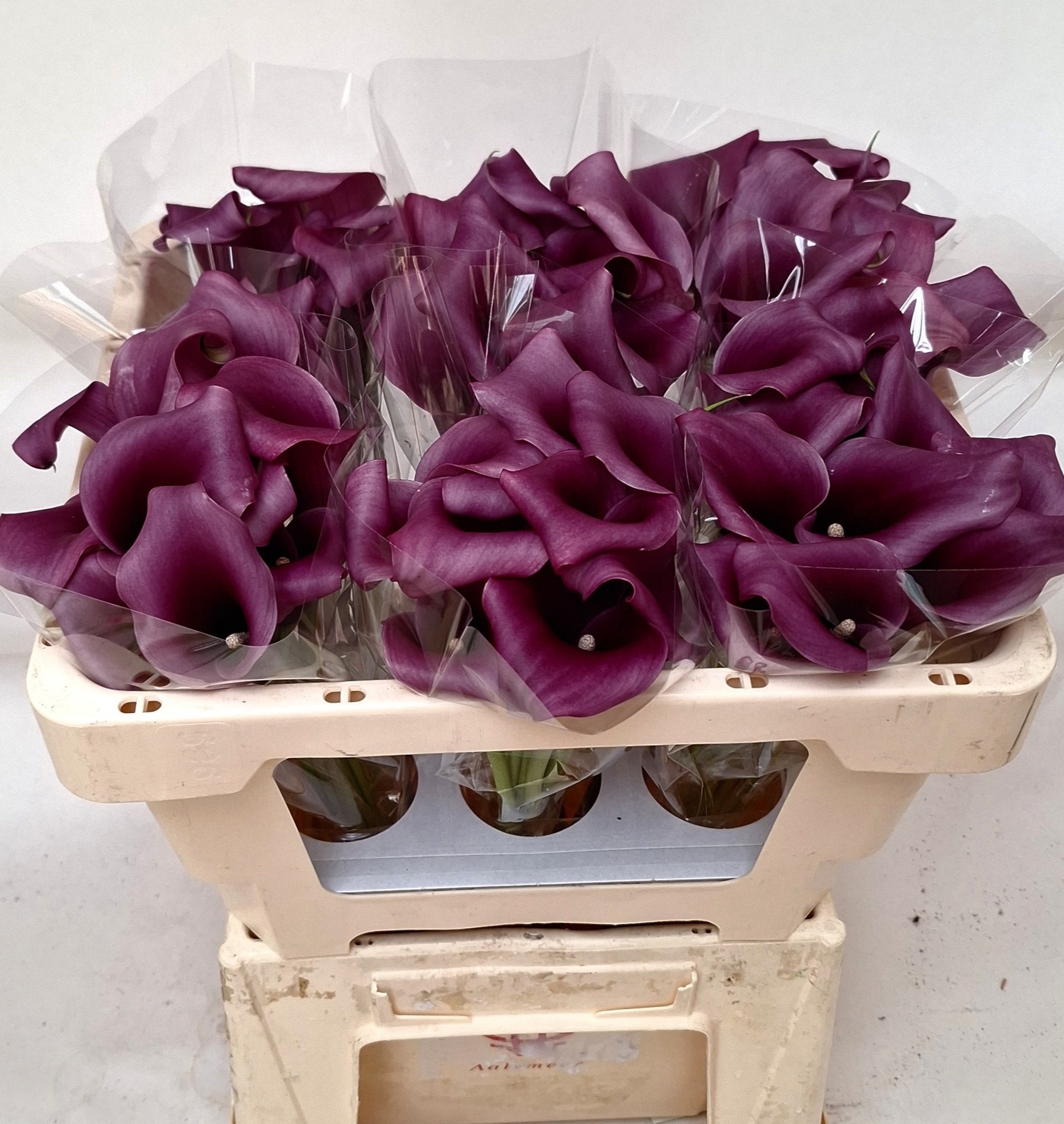 Calla Paco 50cm