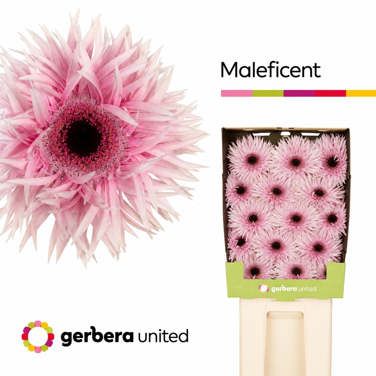 Gerbera Spider Maleficent Diamond