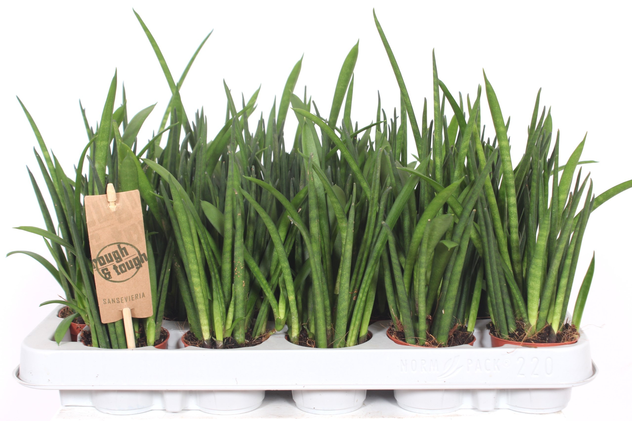 Sansevieria bacularis