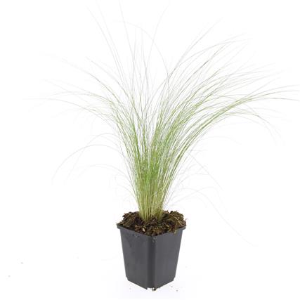 Picture of Stipa tenuissima Ponytails P9