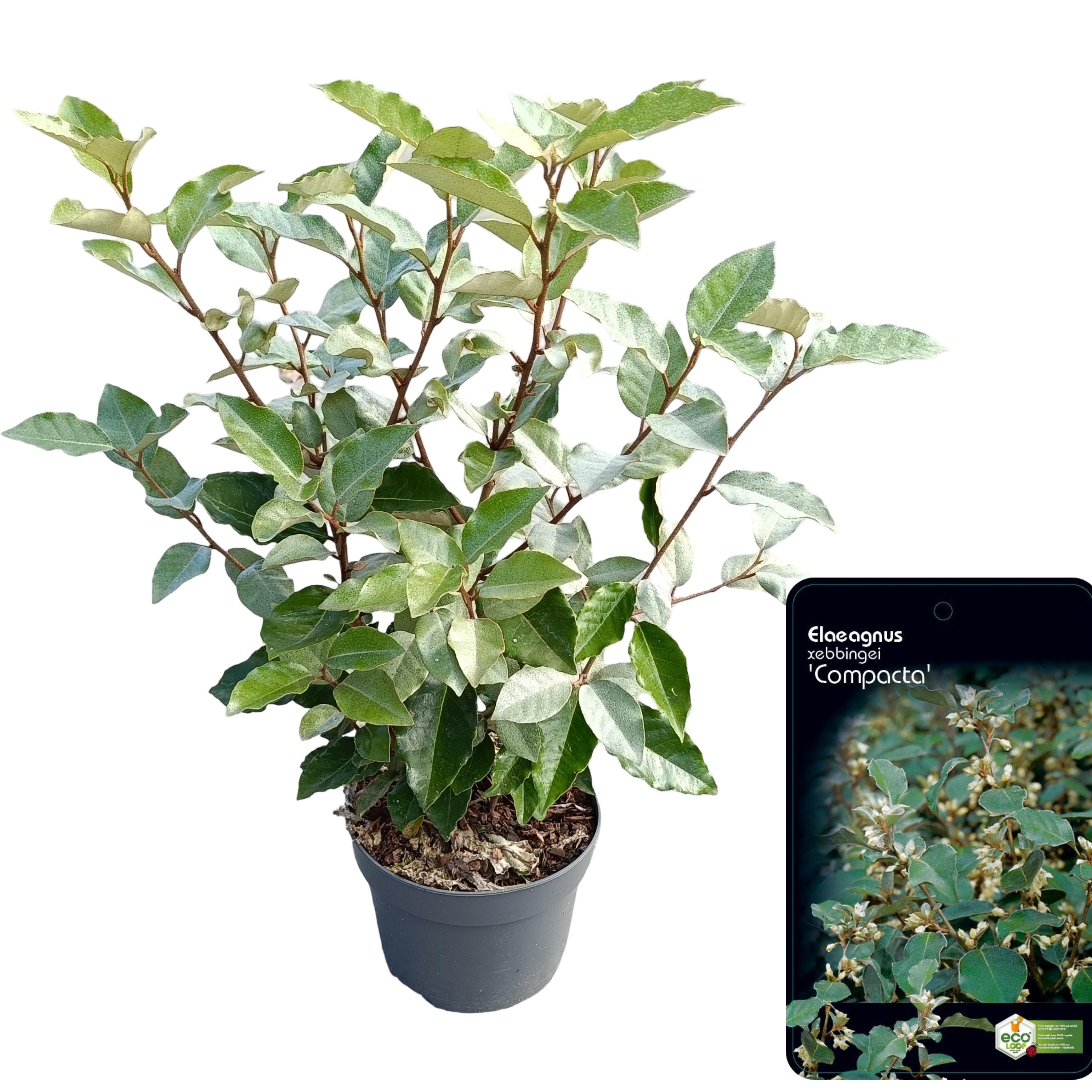 Picture of Elaeagnus ebbingei 'Compacta' C2