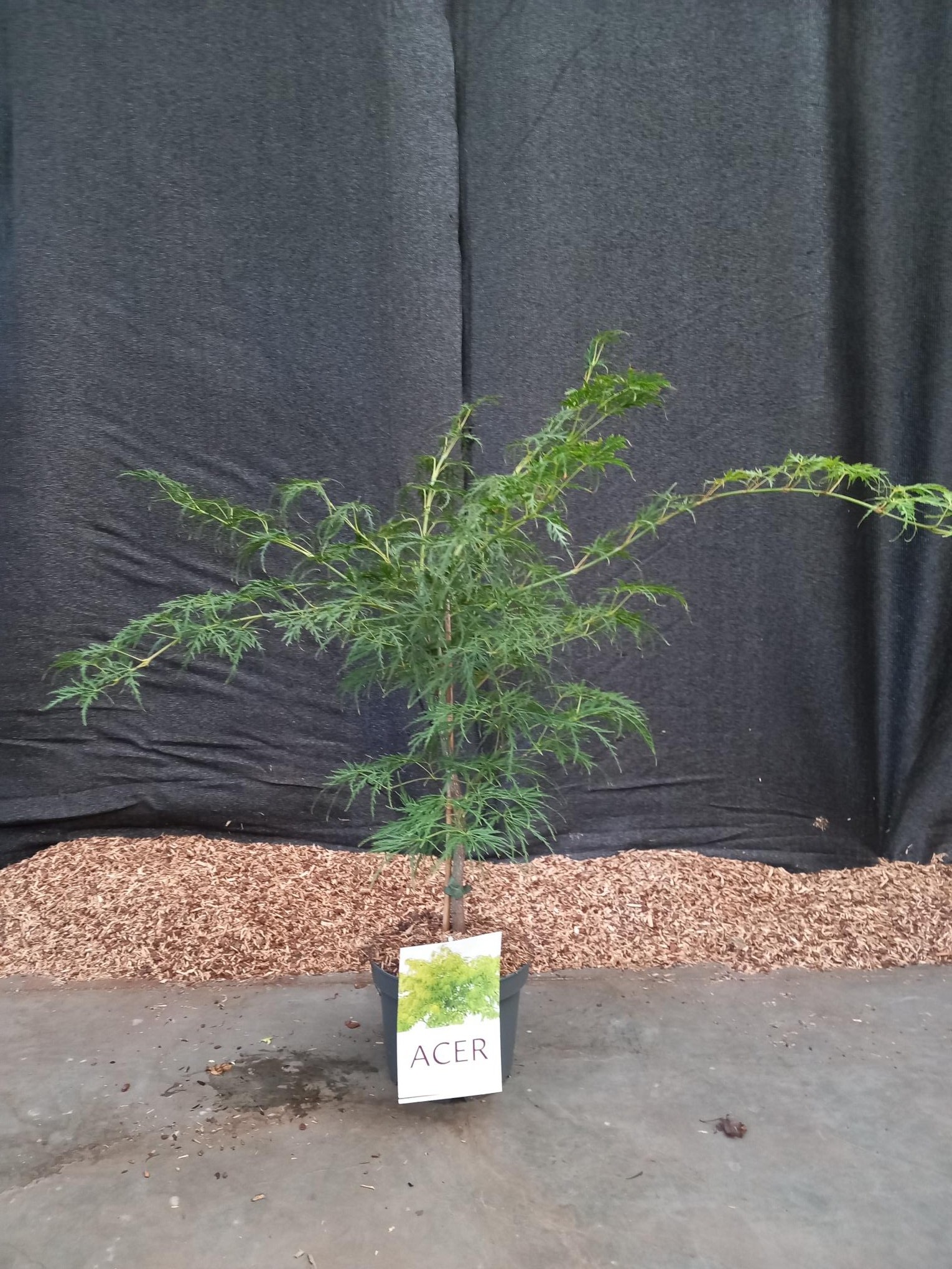 Picture of Acer pal. Dissectum