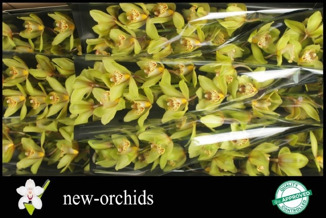 Cymbidium Bonny 8/11bl