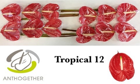 Anth A Tropical