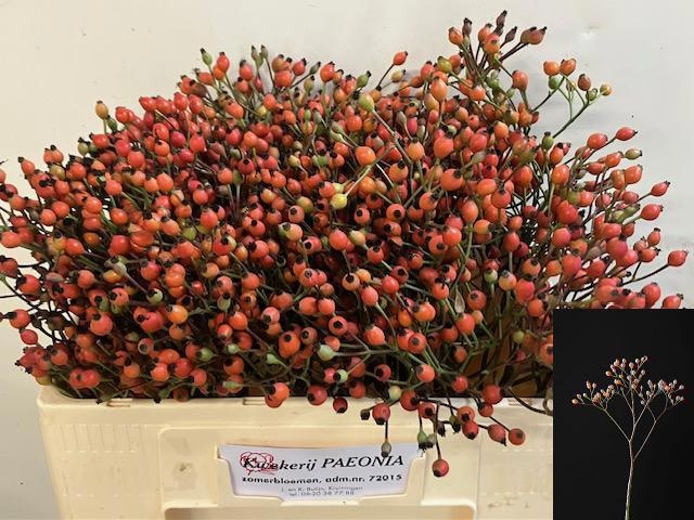 Rosa Magical Miracle 50cm