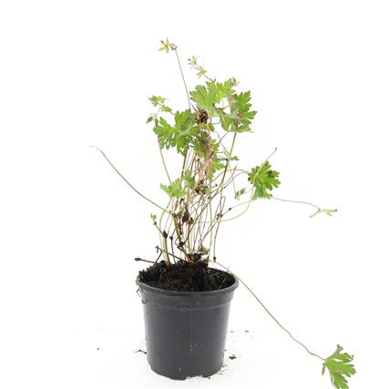 Picture of Geranium Rozanne P14