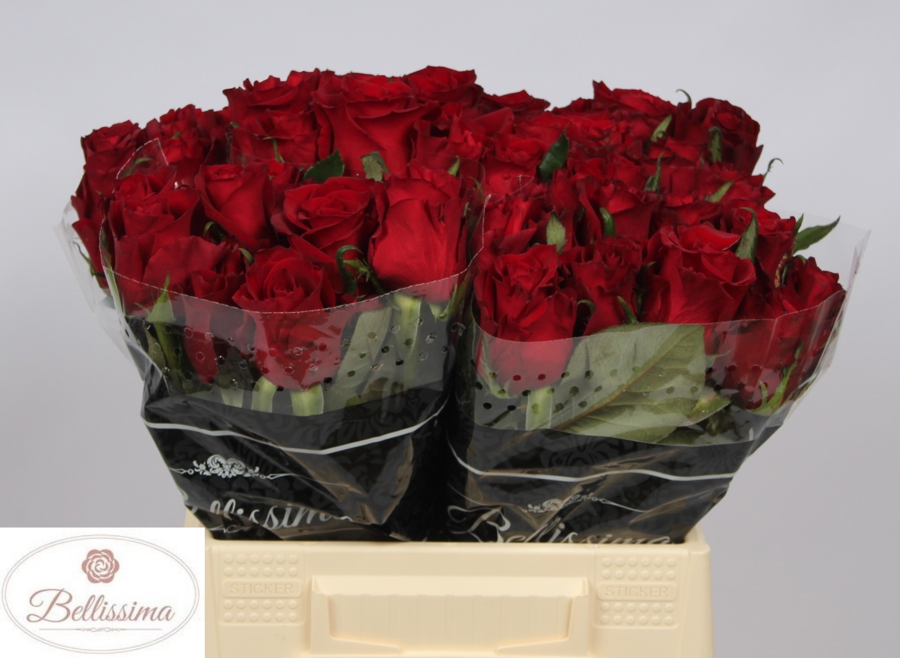 Rosa Ever Red 40cm
