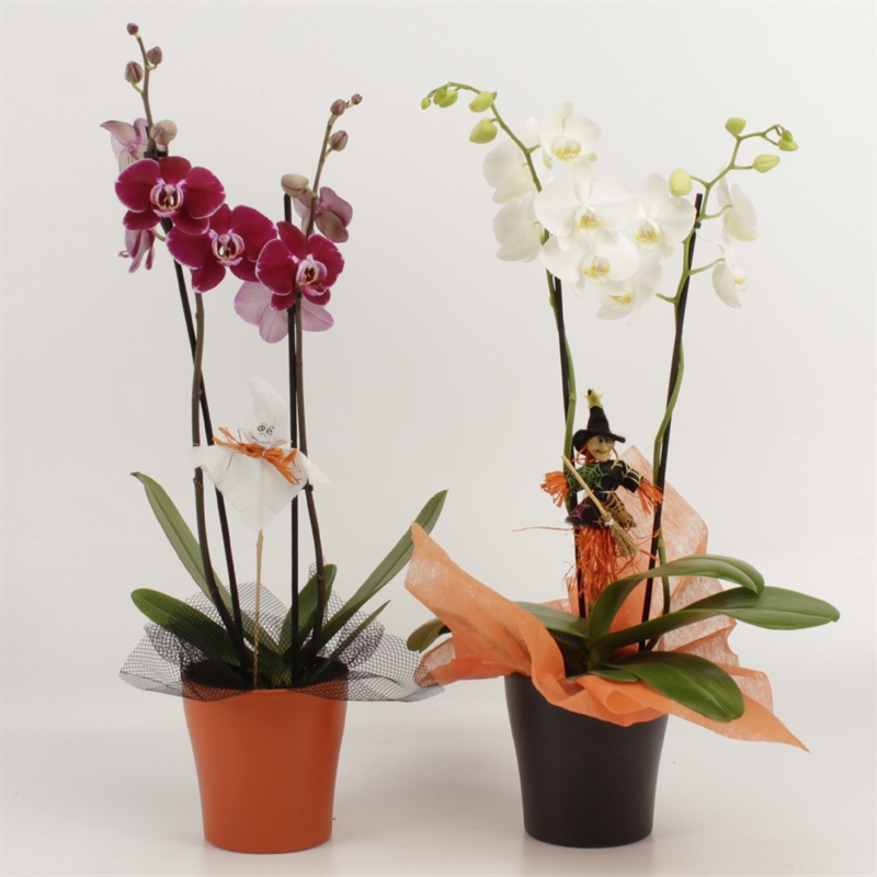 Picture of Phalaenopsis hybrid in varieties in Halloween ceramic + picks P12 55CM