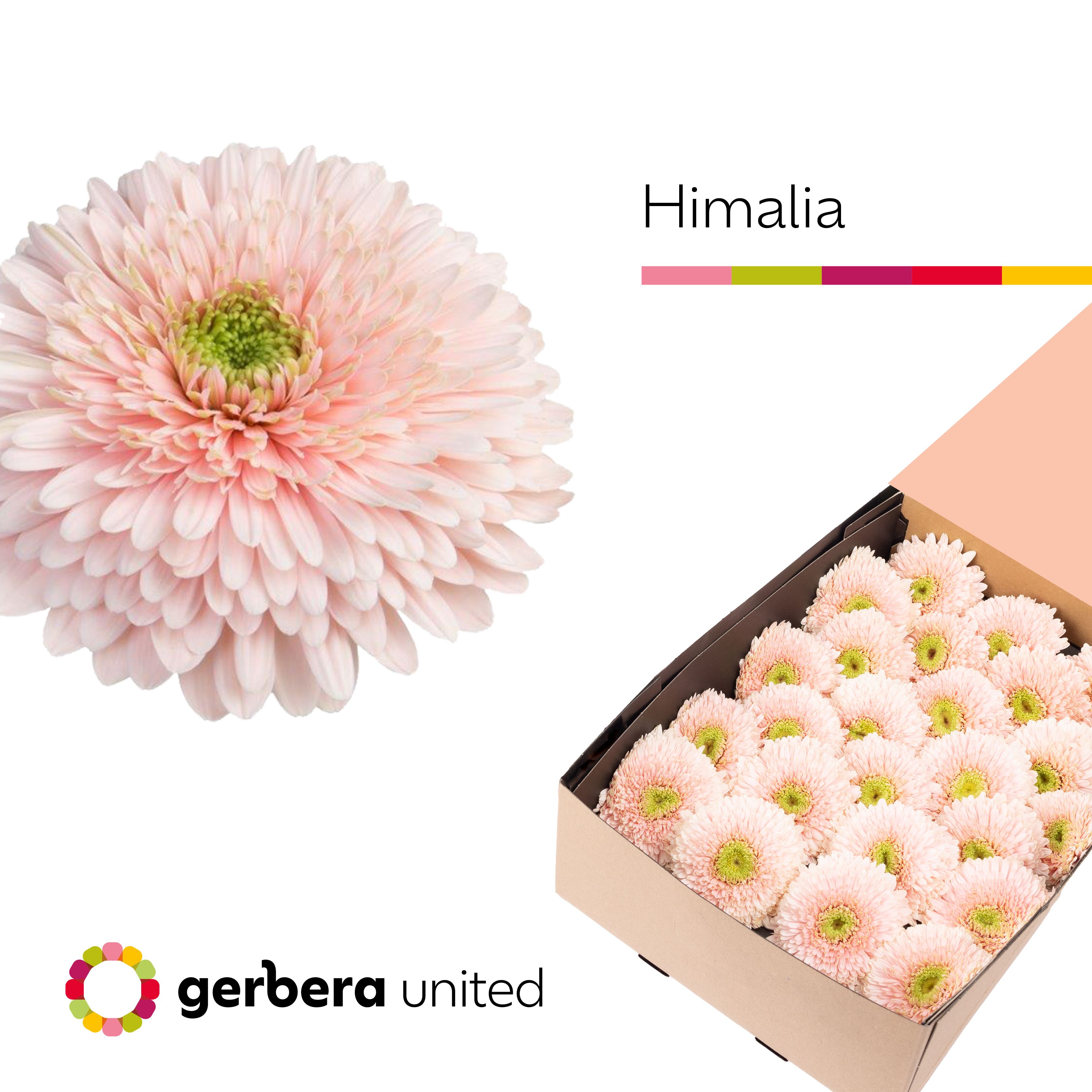 Ge Bv Gterra Himalia