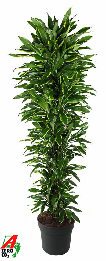 Picture of Dracaena Gold Coast branched P40 200CM (LOOSE)