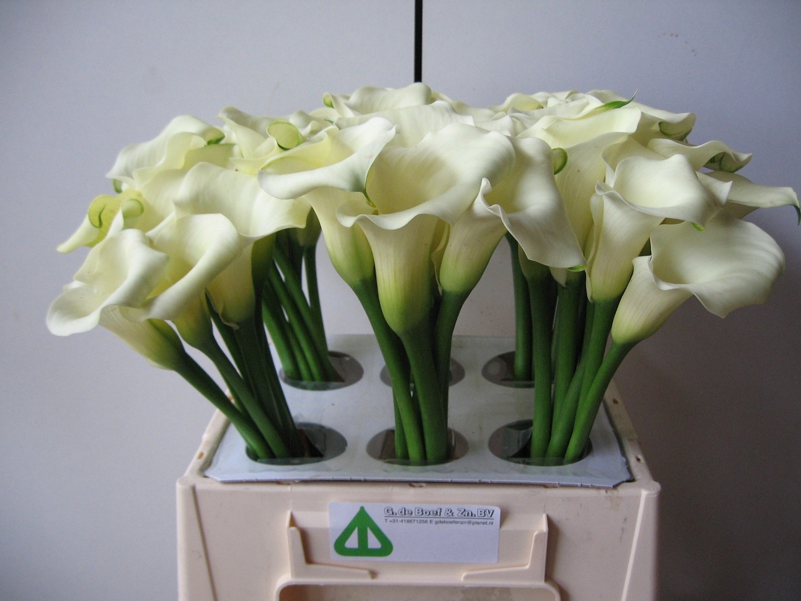 Calla White Flirt 40cm