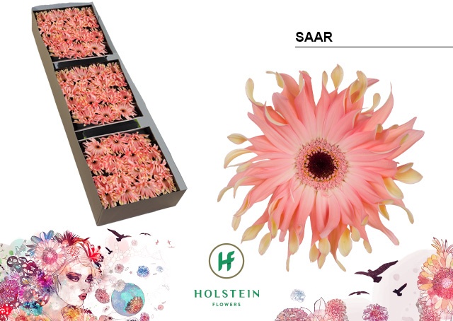 Gerbera Pasta Saar Doos