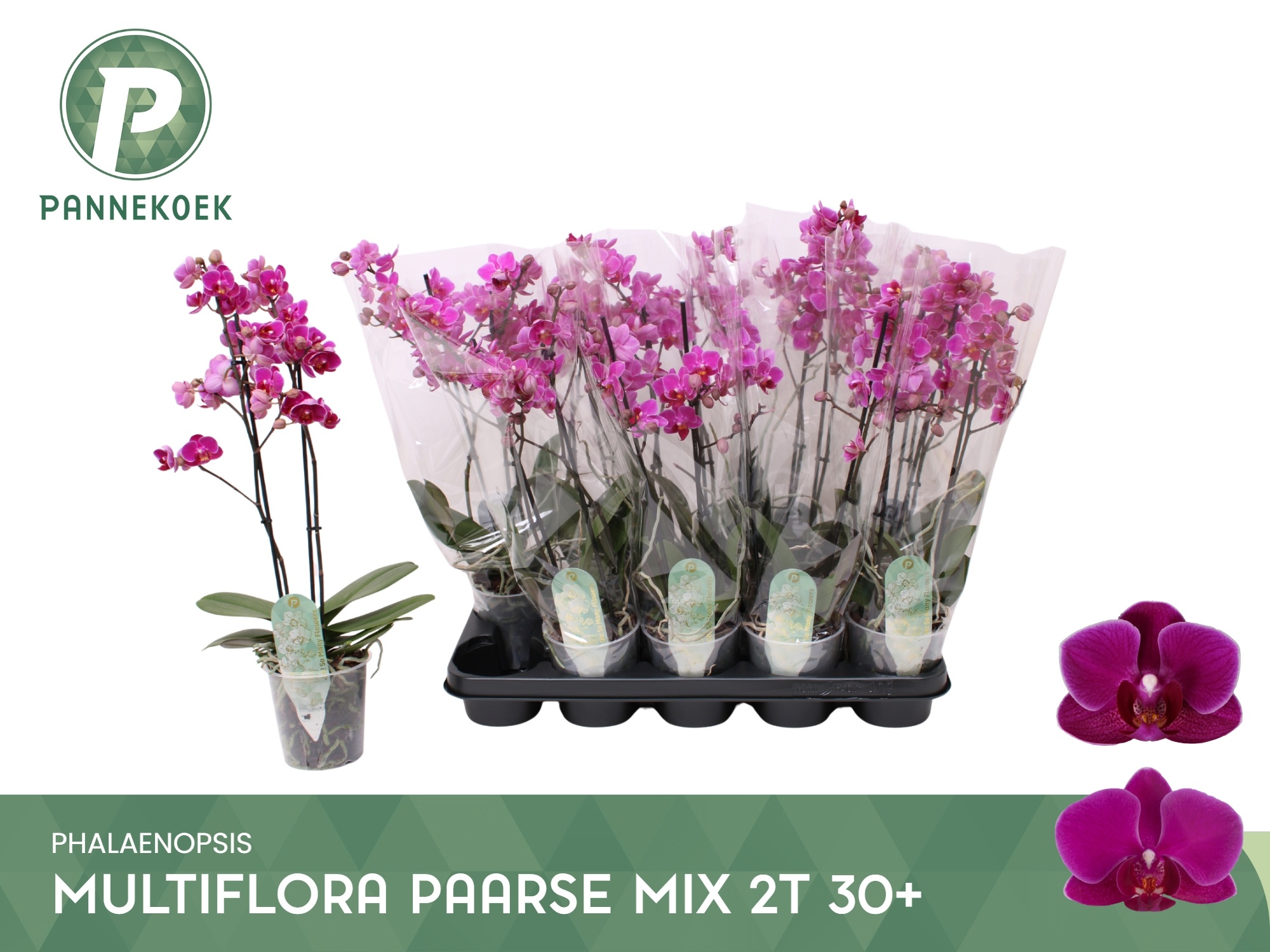 Phal Mf Ov Paars 12P 50H 2TAK 30bloem 44bloei