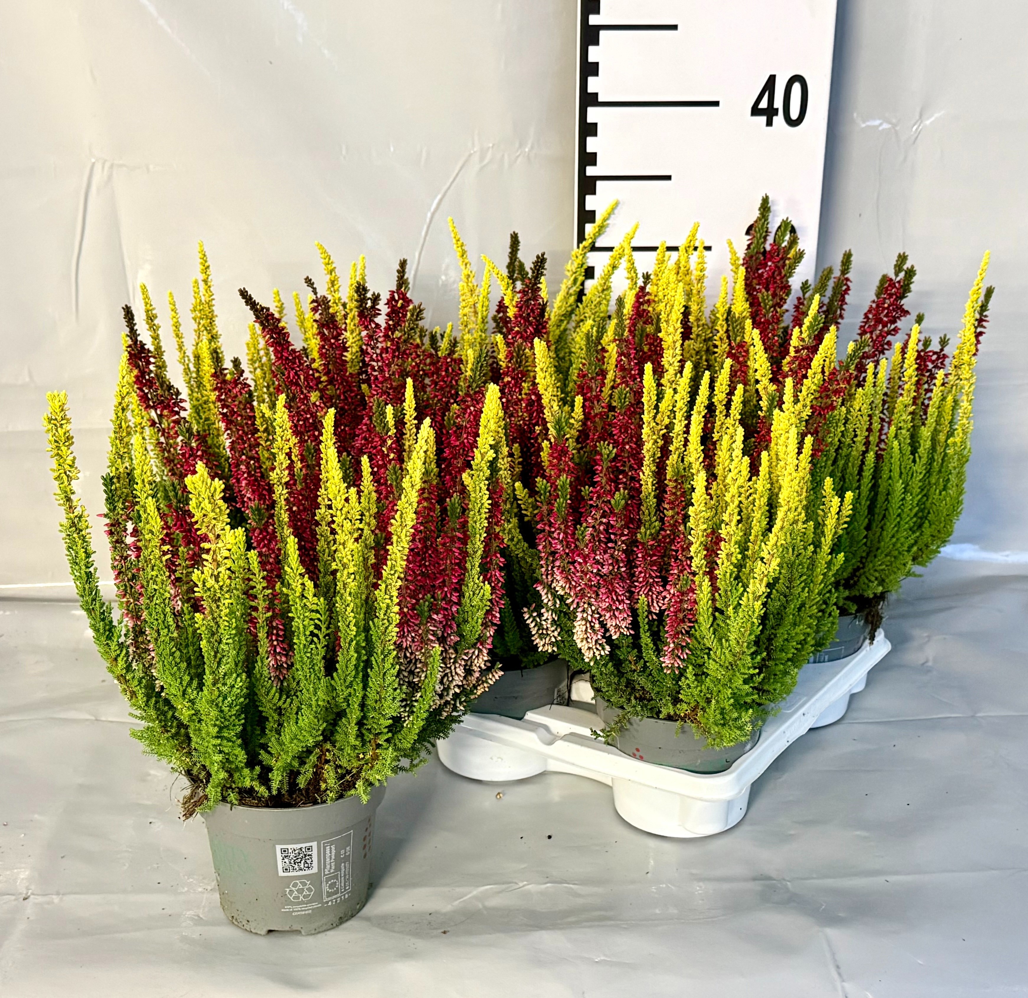 Callu Bl Gem Pt 2KL 12P 10H