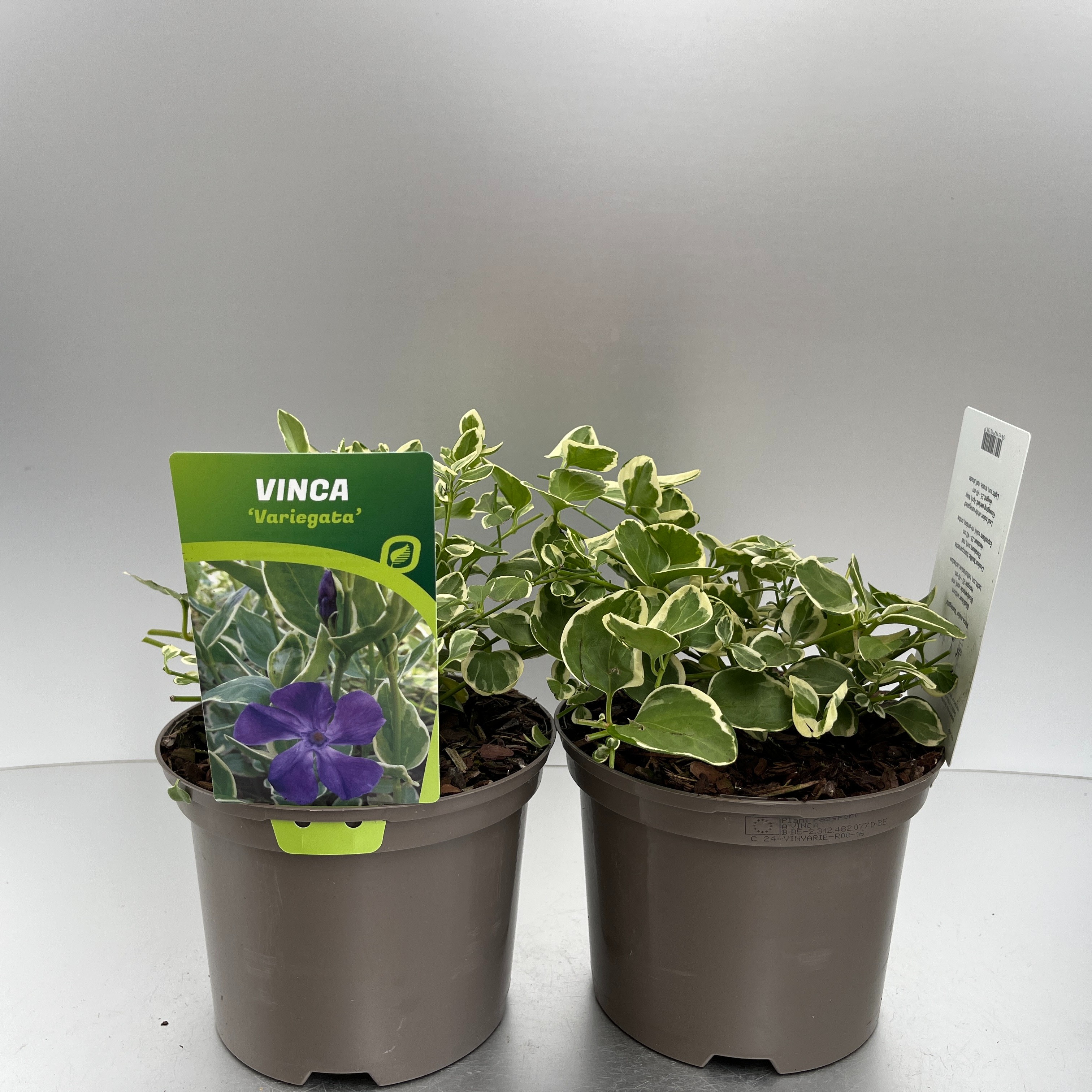 Picture of Vinca major Variegata P17 (2 Ltr)