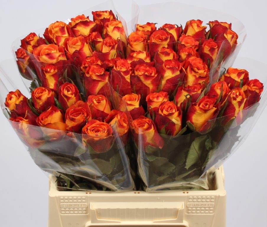 Rosa Silantoi 40cm