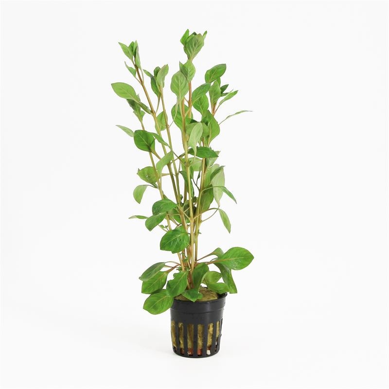 Ludwigia palustris rood