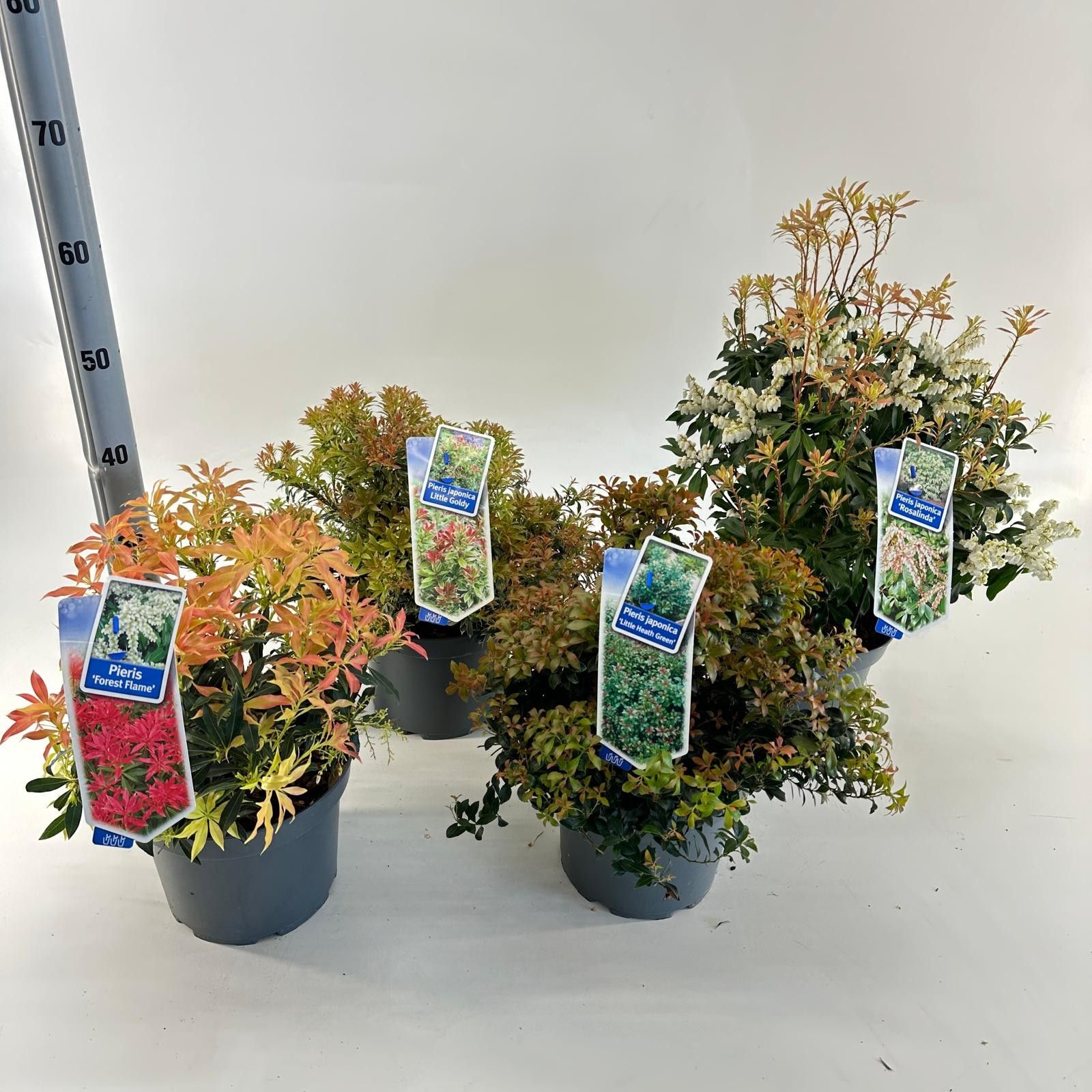 Picture of Pieris jap. in varieties (minimum order one layer)