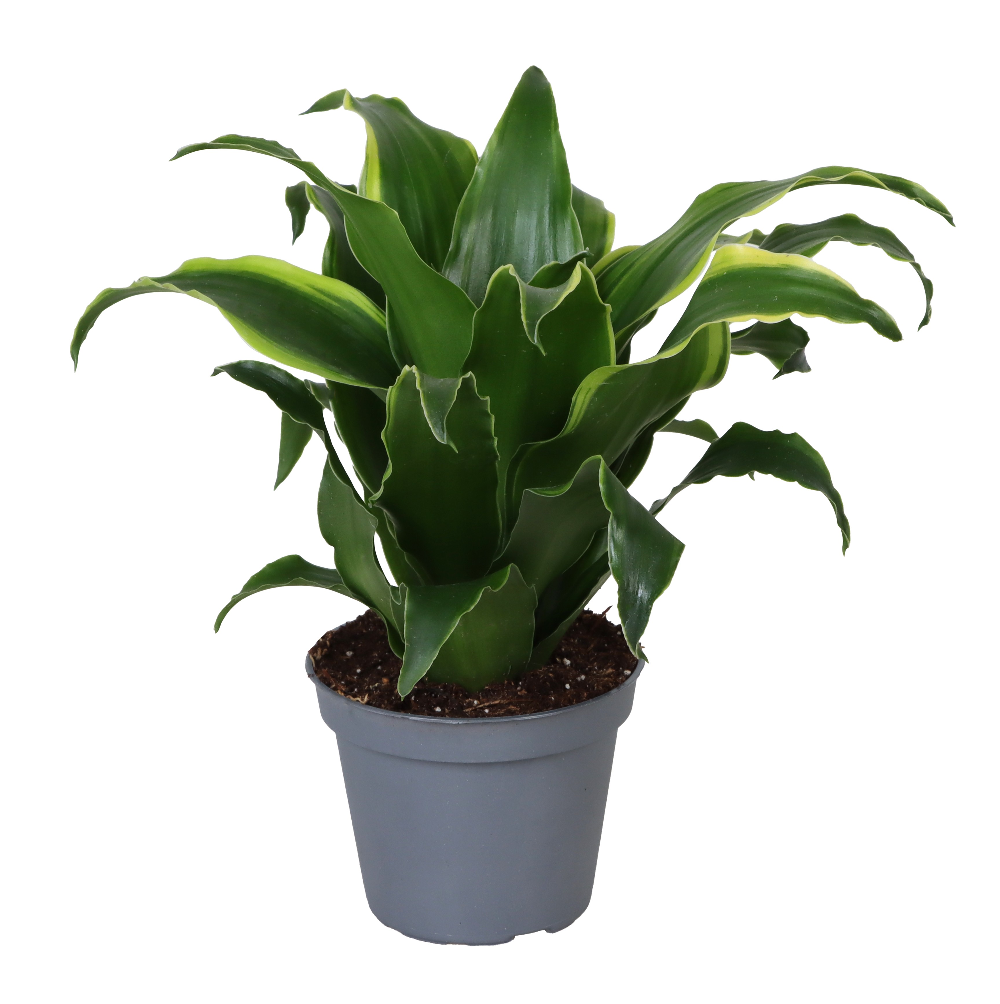 Picture of Dracaena Dragontree® Lemon Compacta P6 15CM