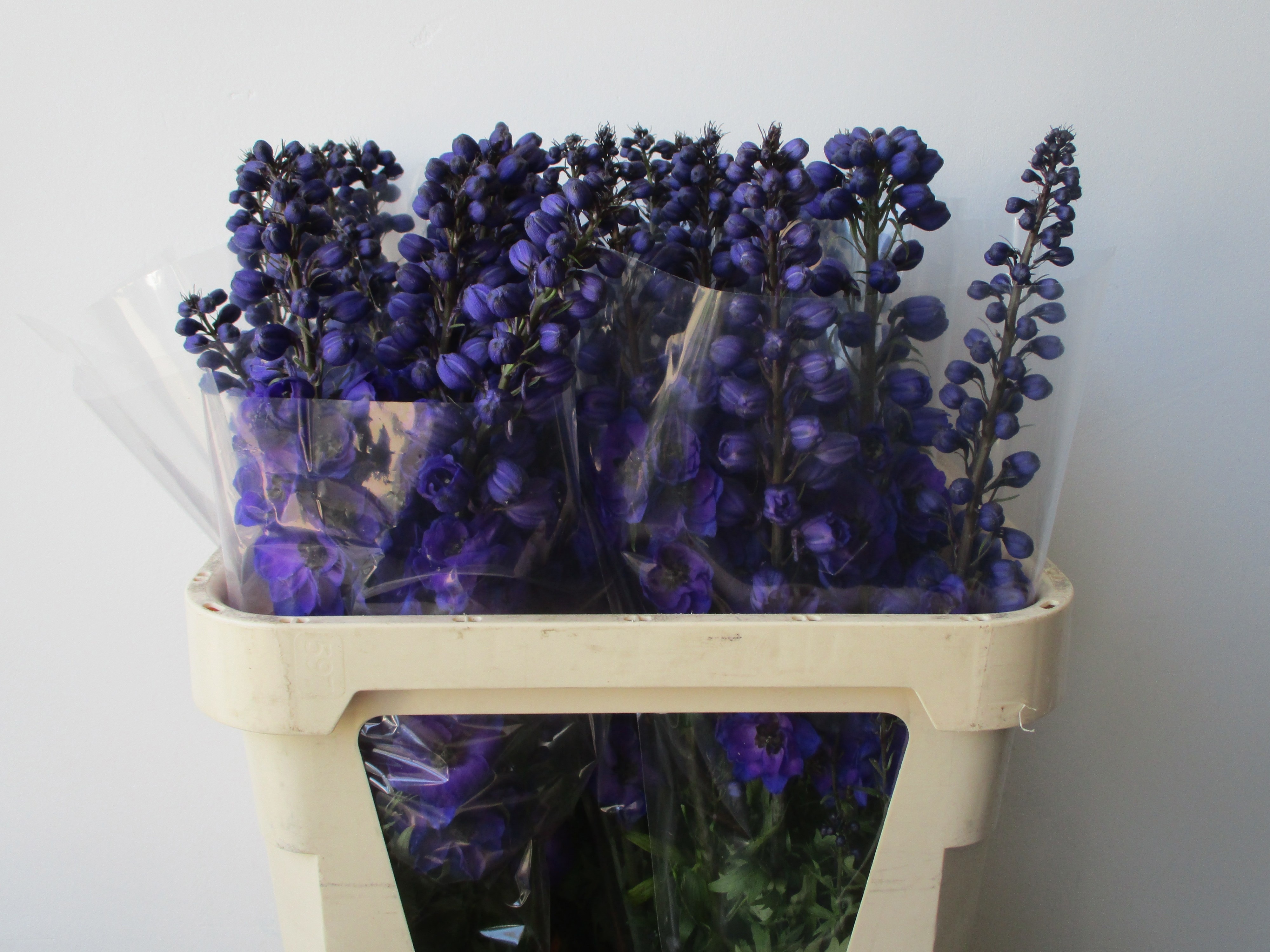 Delphinium El Delp Jewel 80cm