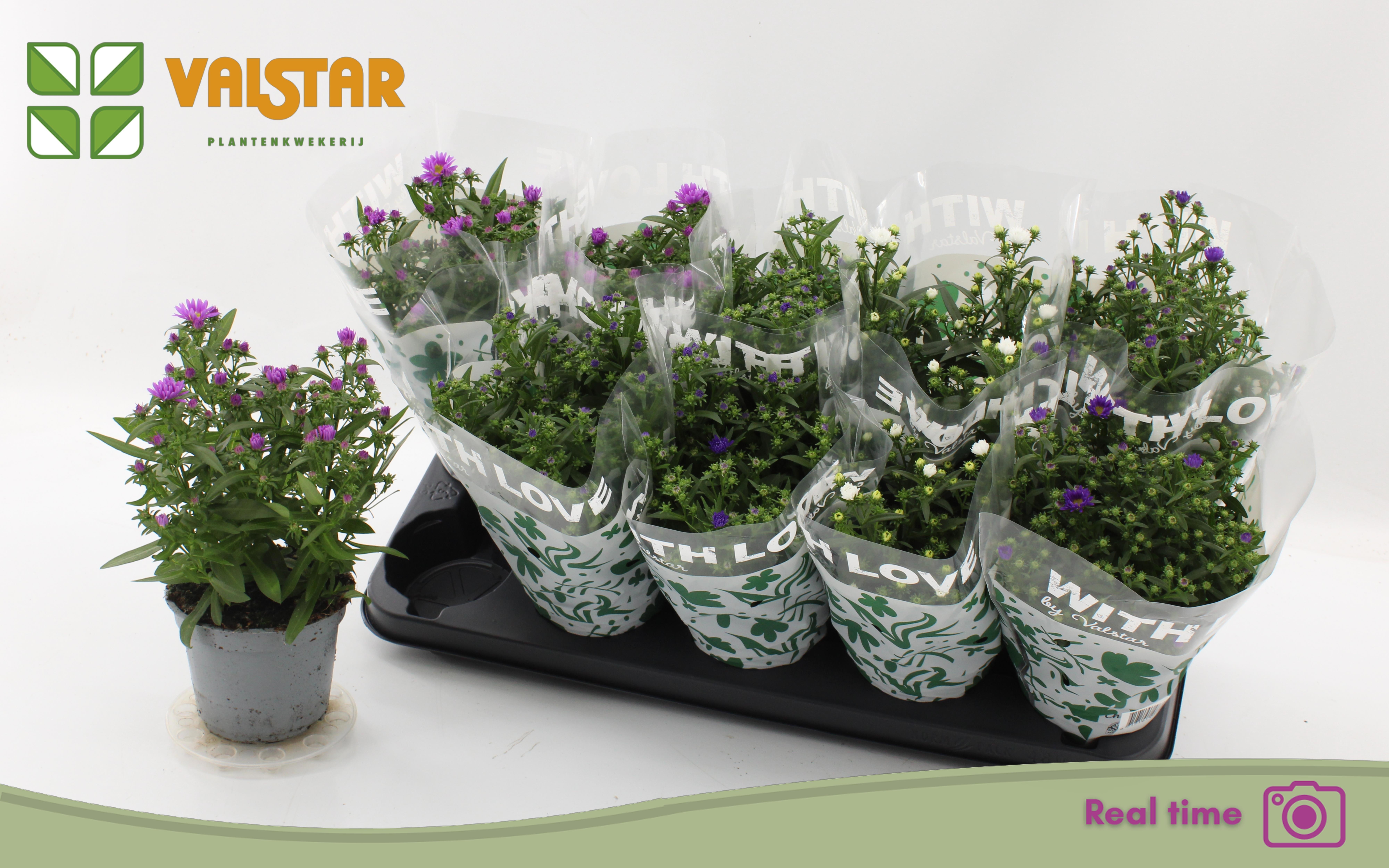 Aste Starl Gem 12P 25H 12bloei