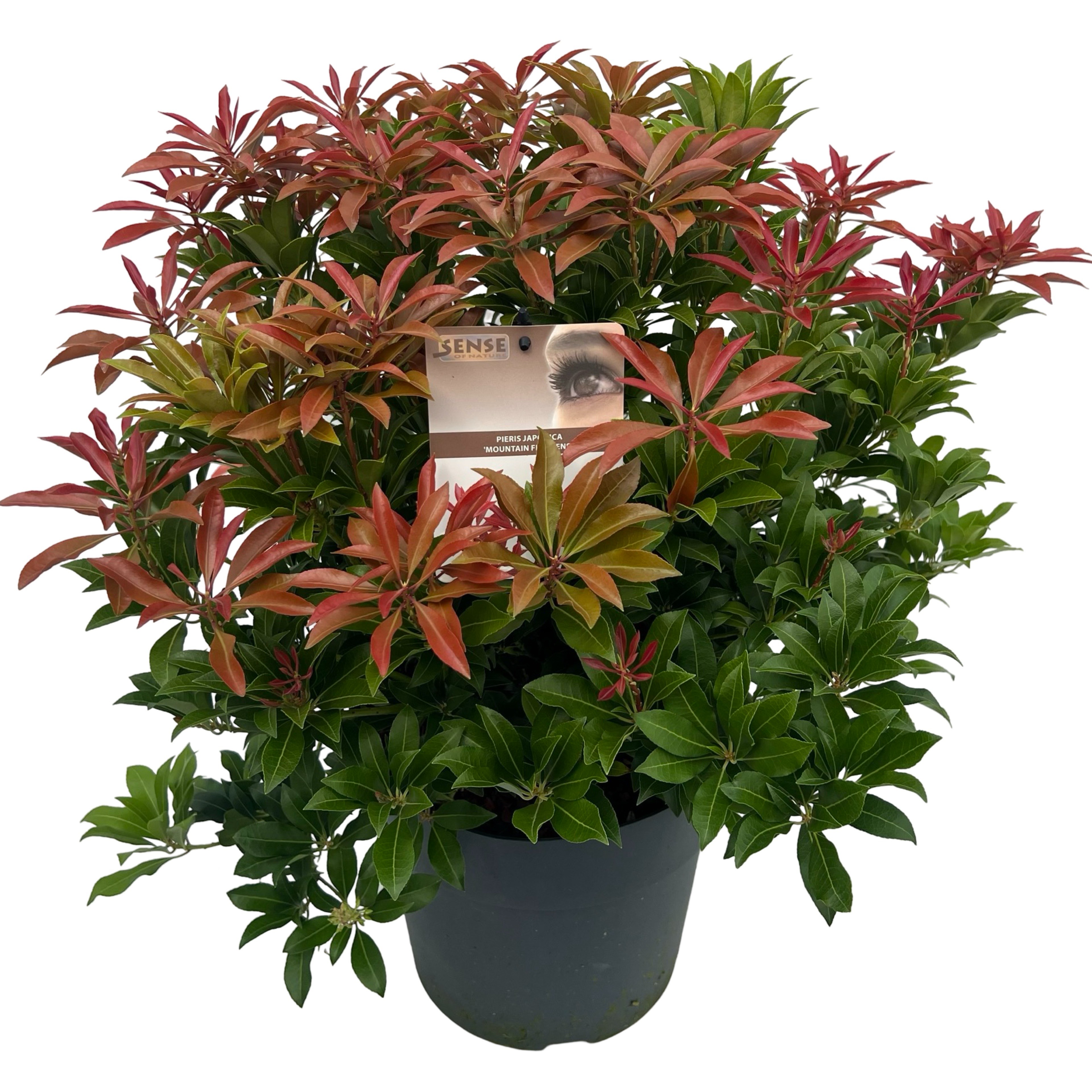 Picture of Pieris jap. 'Mountain Fire' sense