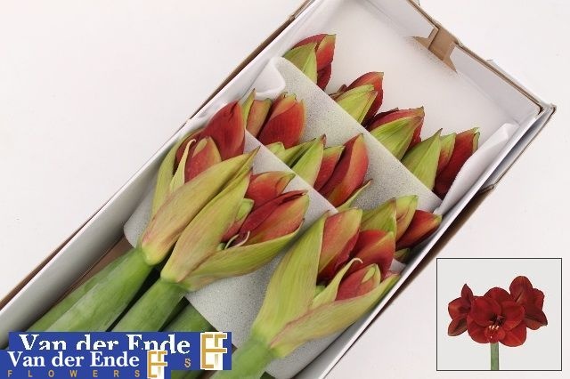Hippeastrum Ferrari 4bl