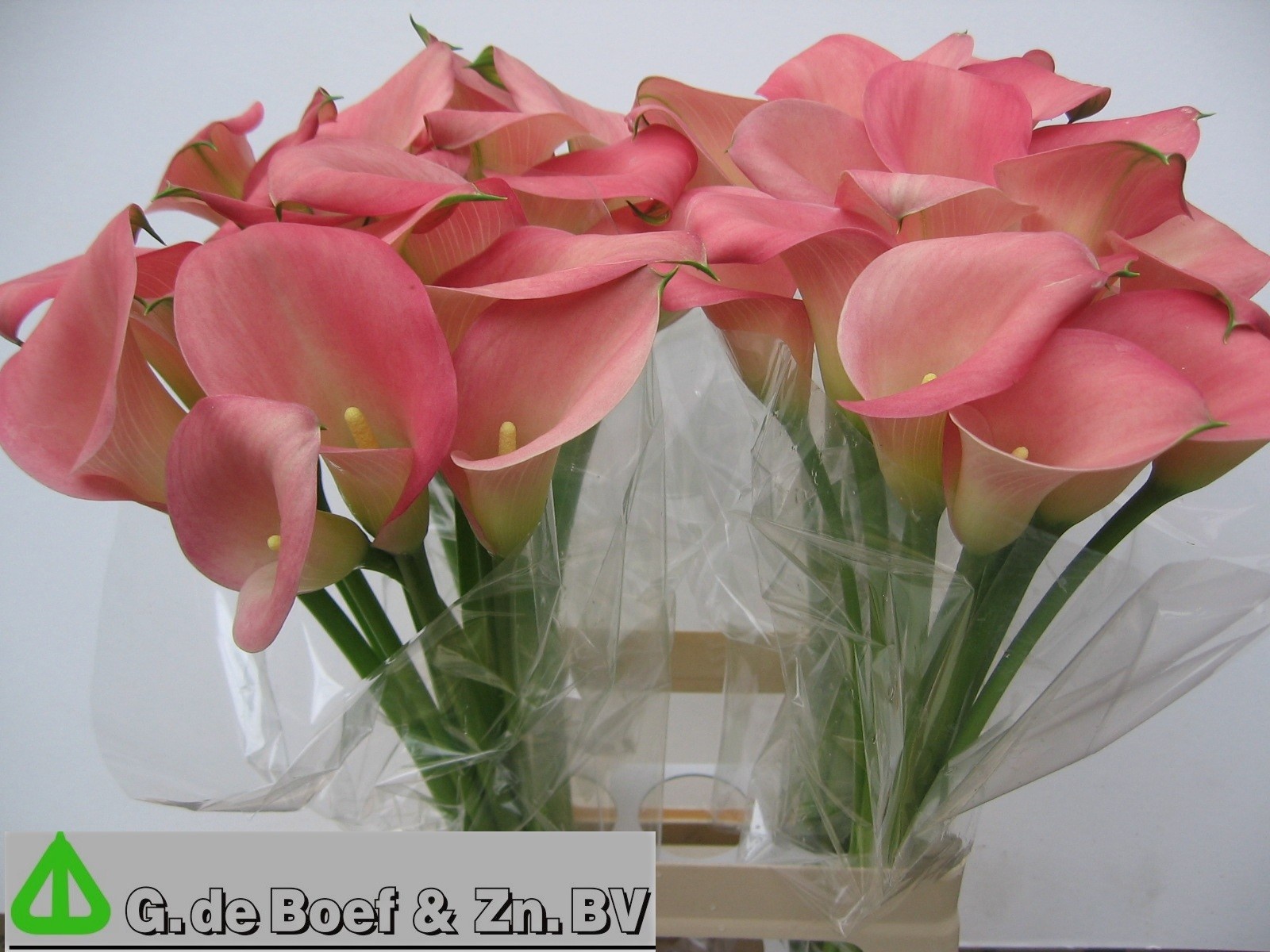 Calla Samur 70cm