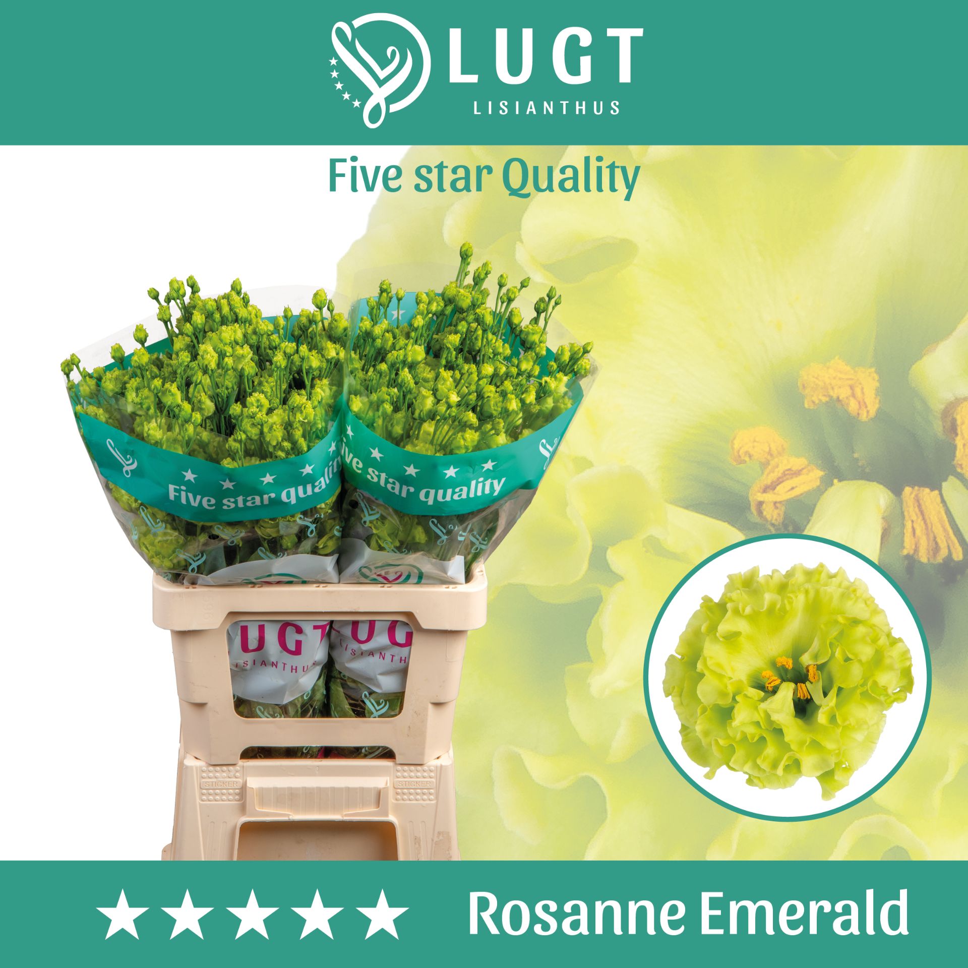 Lisianthus Rosanne Emerald 996