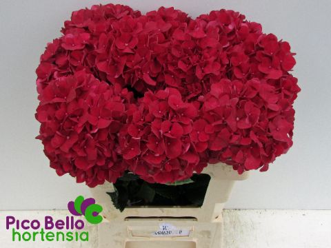 Hydrangea Ruby Red 60cm 16Ø