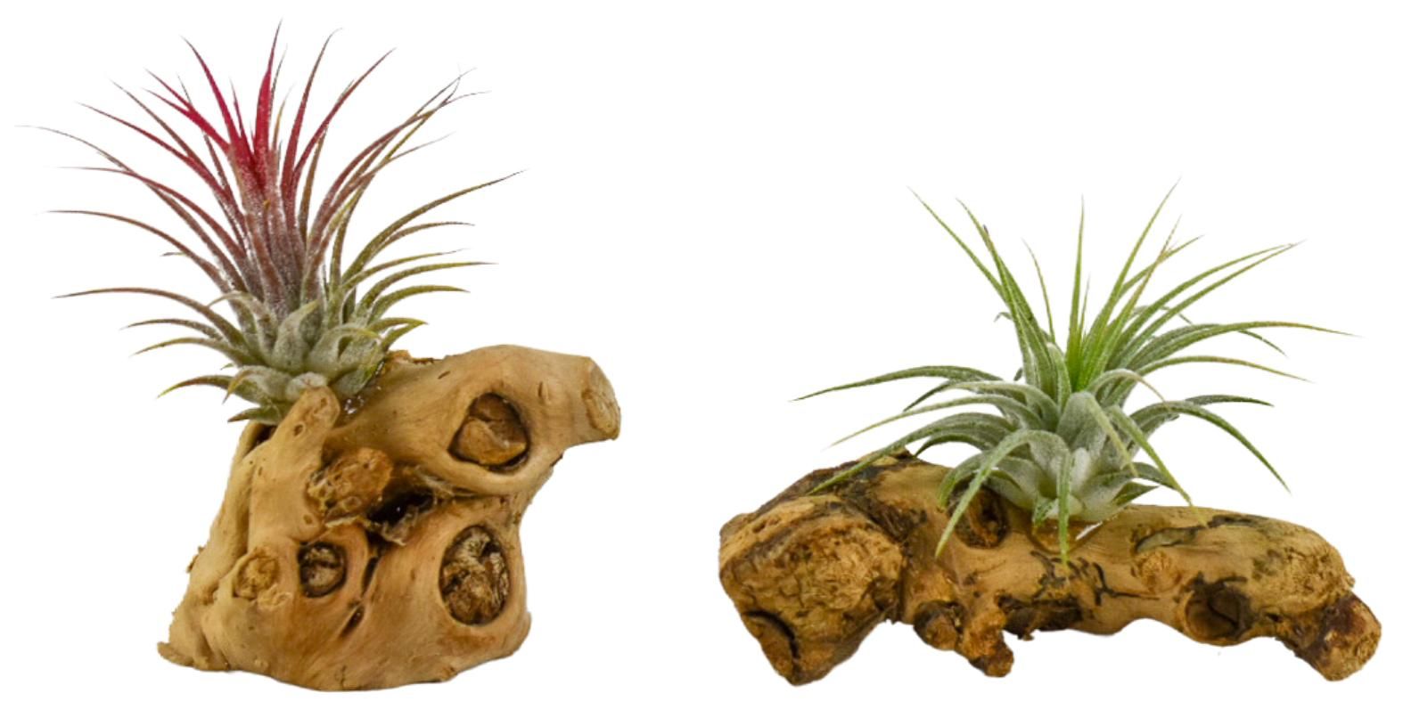Arr Tillandsia 8P 10H 11bloei