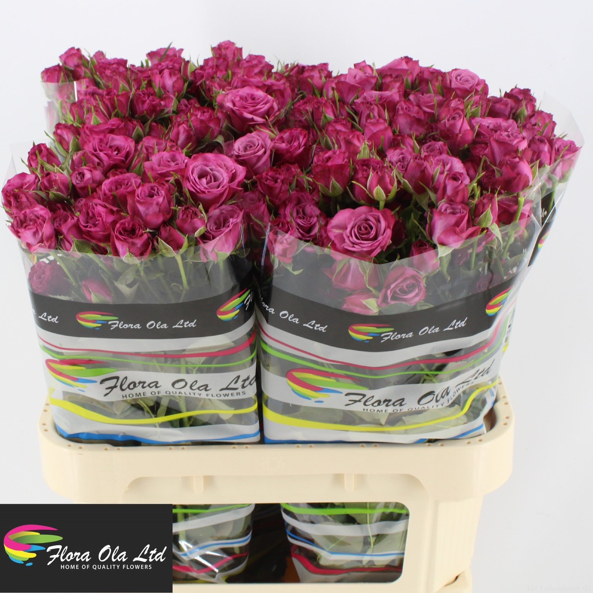 Rosa Spray Hybrida Fiction 80cm