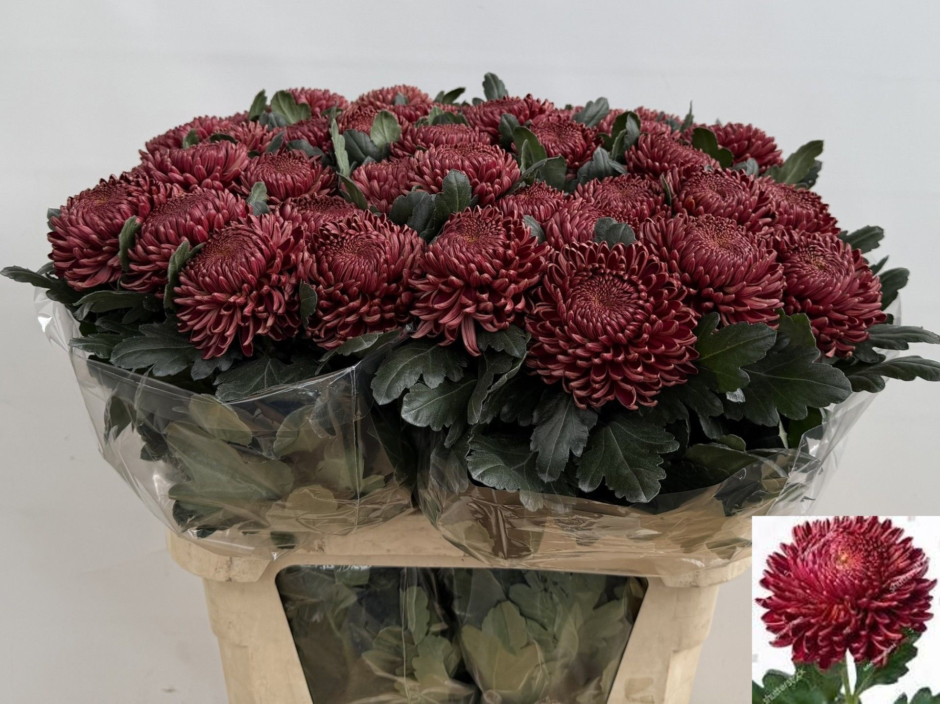 Chrys Single Bigoudi Red 80cm 110gram