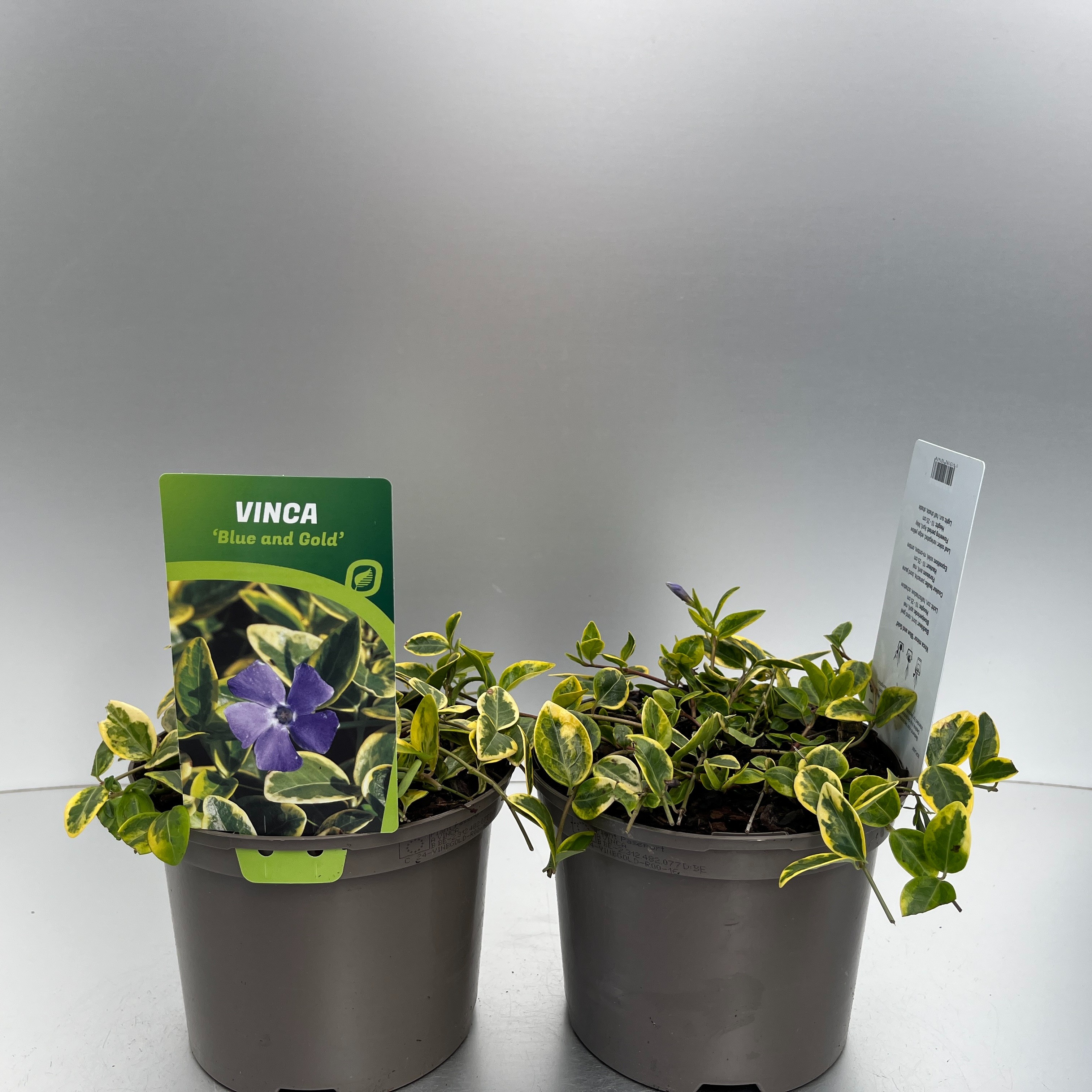 Picture of Vinca minor Blue and Gold P17 (2 Ltr)