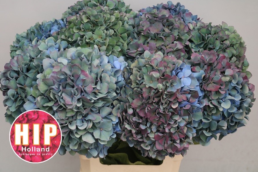 Hydrangea Pimpernel Classic 60cm 20Ø