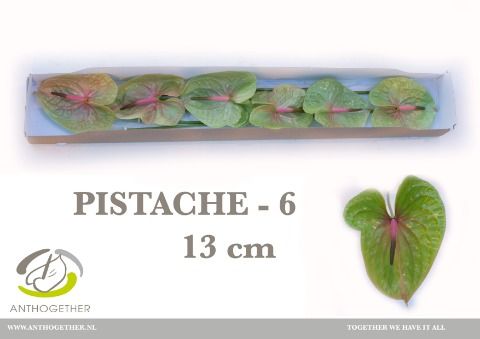 Anth A Pistache