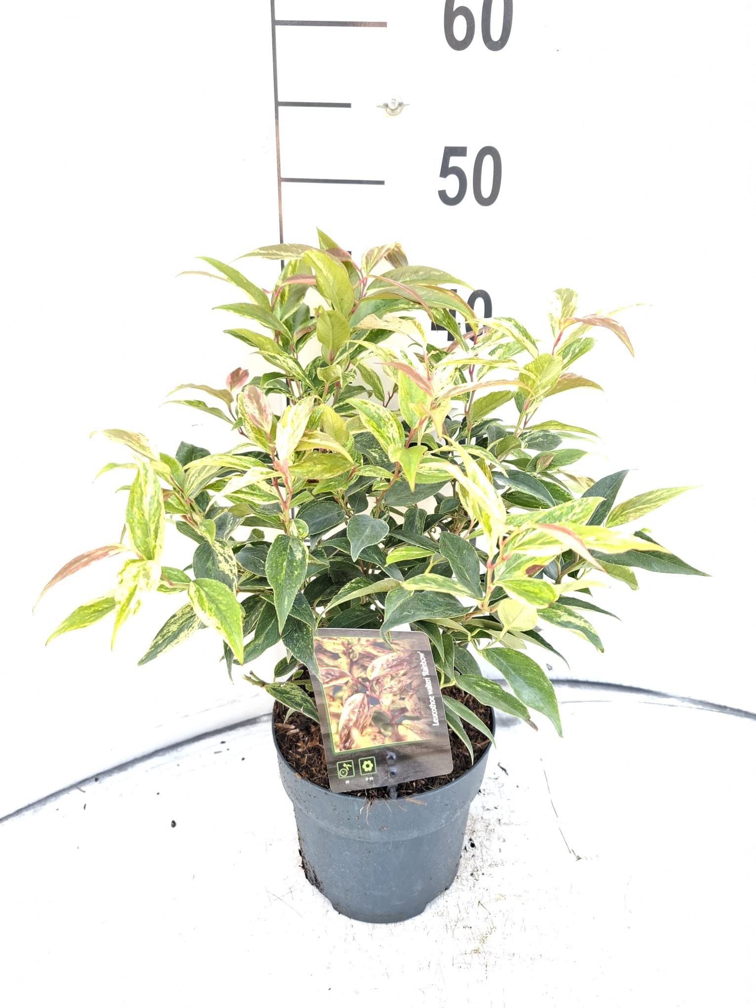 Leucothoe fontanesiana 'Rainbow'