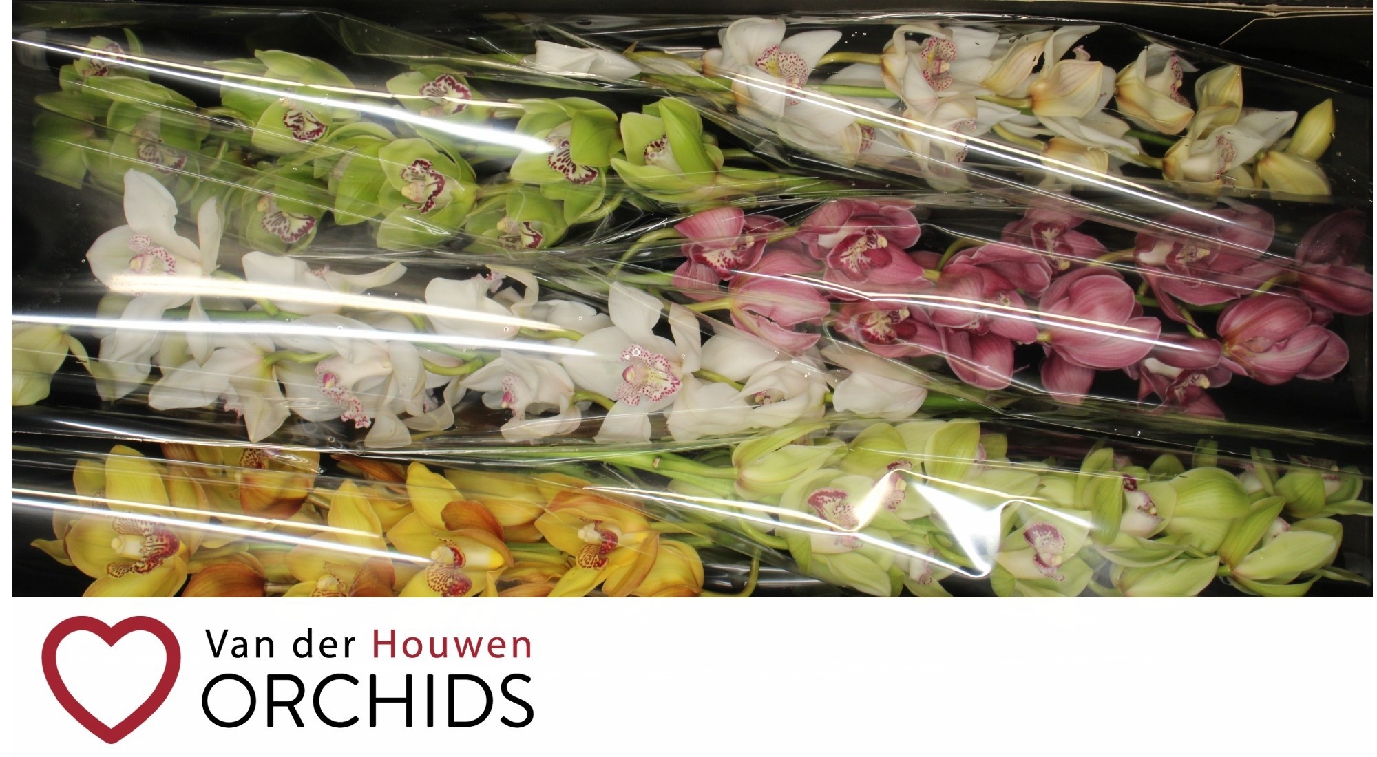 Cymbidium Asst 13bl