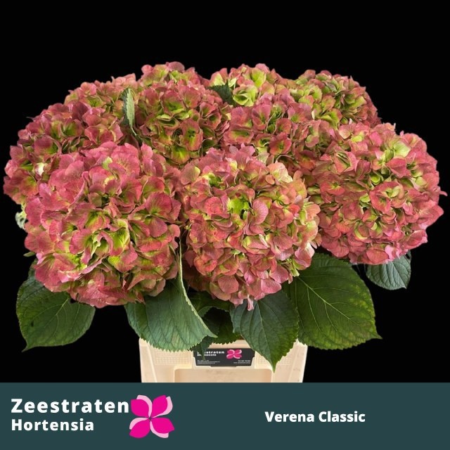 Hydrangea Verena Classic Pink 80cm 24Ø