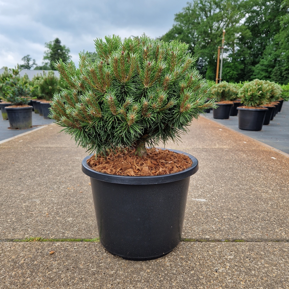 Picture of Pinus mugo Benjamin C12 30/35 (LOOSE)