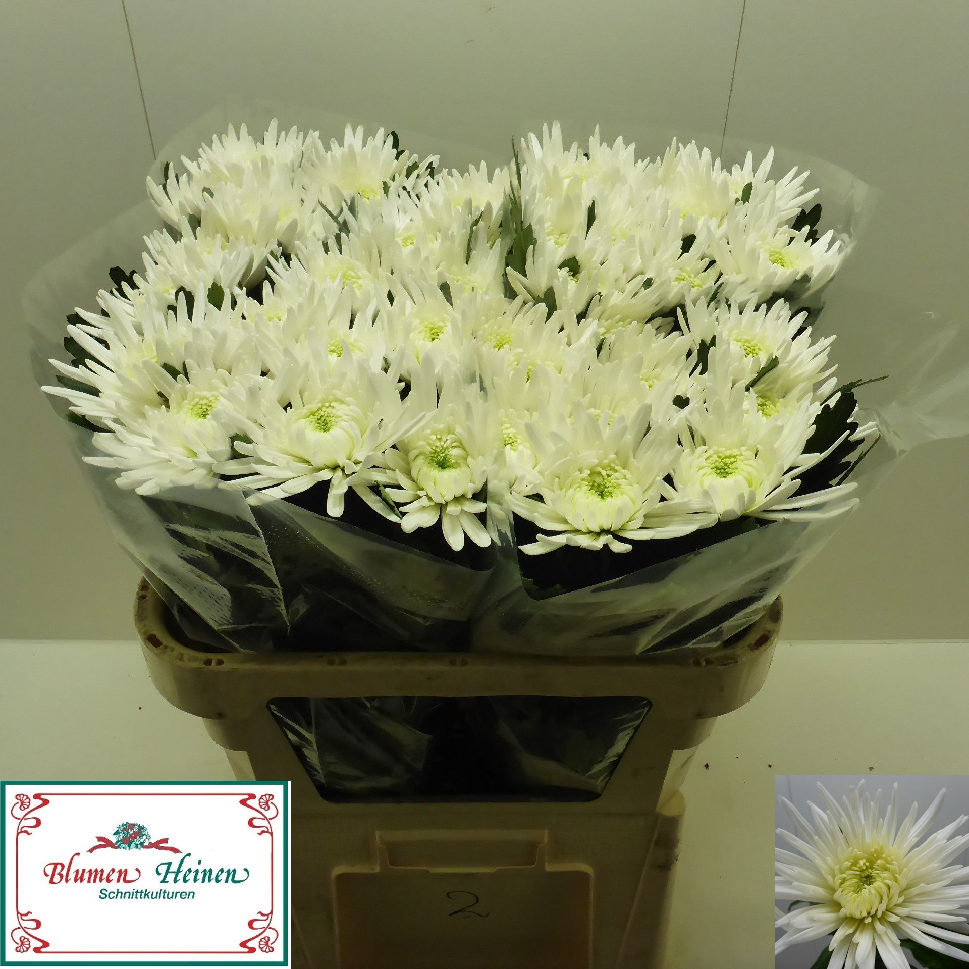 Chrys Single Anastasia White 70cm 95gram