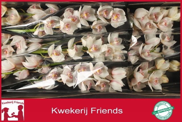 Cymbidium Noorderlich 8/11bl