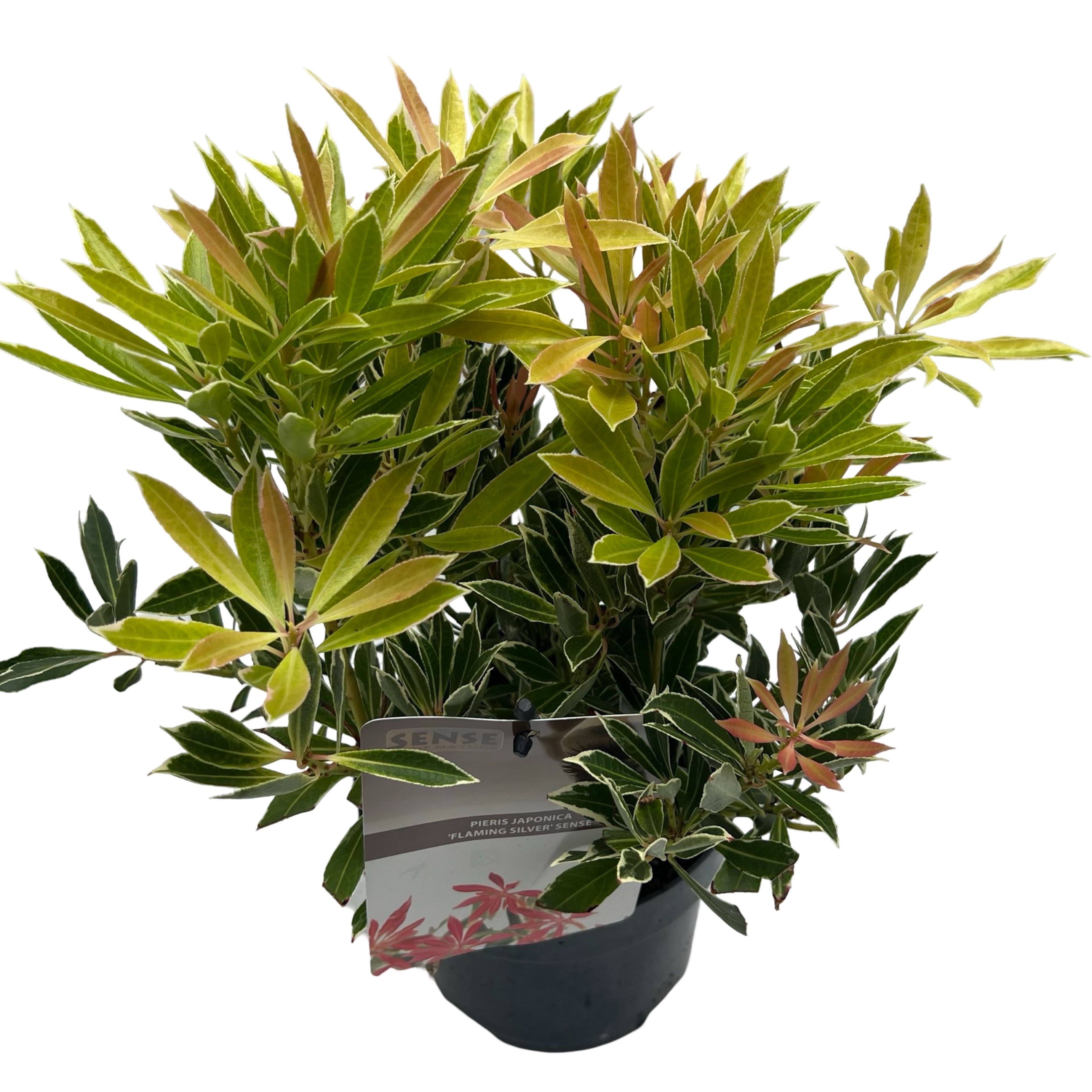 Picture of Pieris jap. Flaming Silver sense P17 (2 Ltr) (LOOSE)