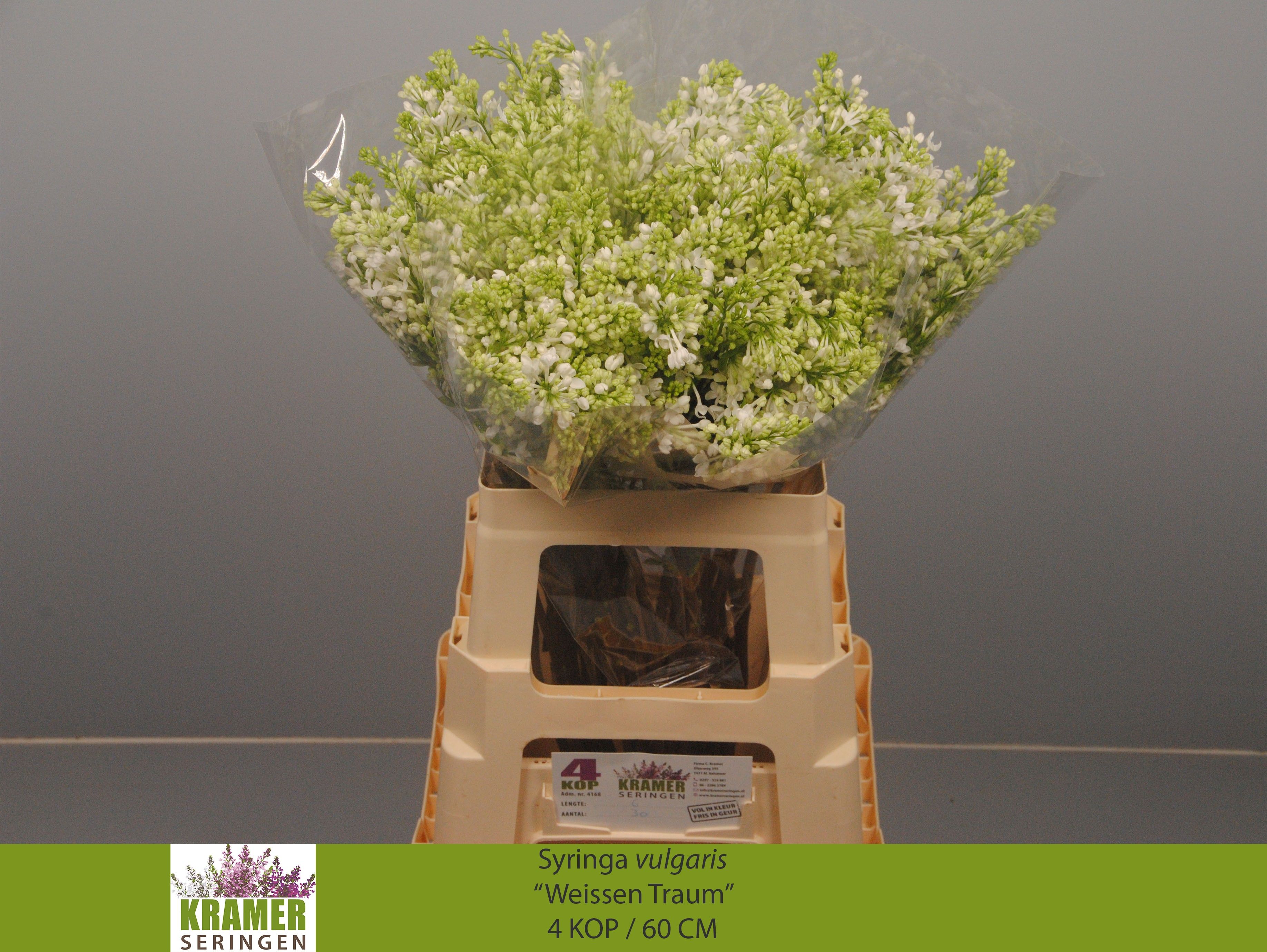 Syringa Engler Weiss 60cm 4