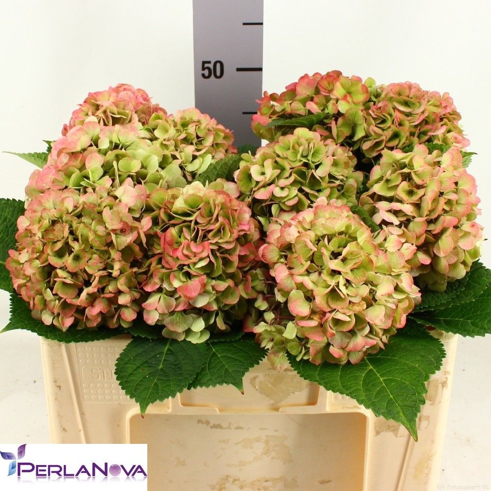 Hydrangea My Vienna Classic 50cm 16Ø