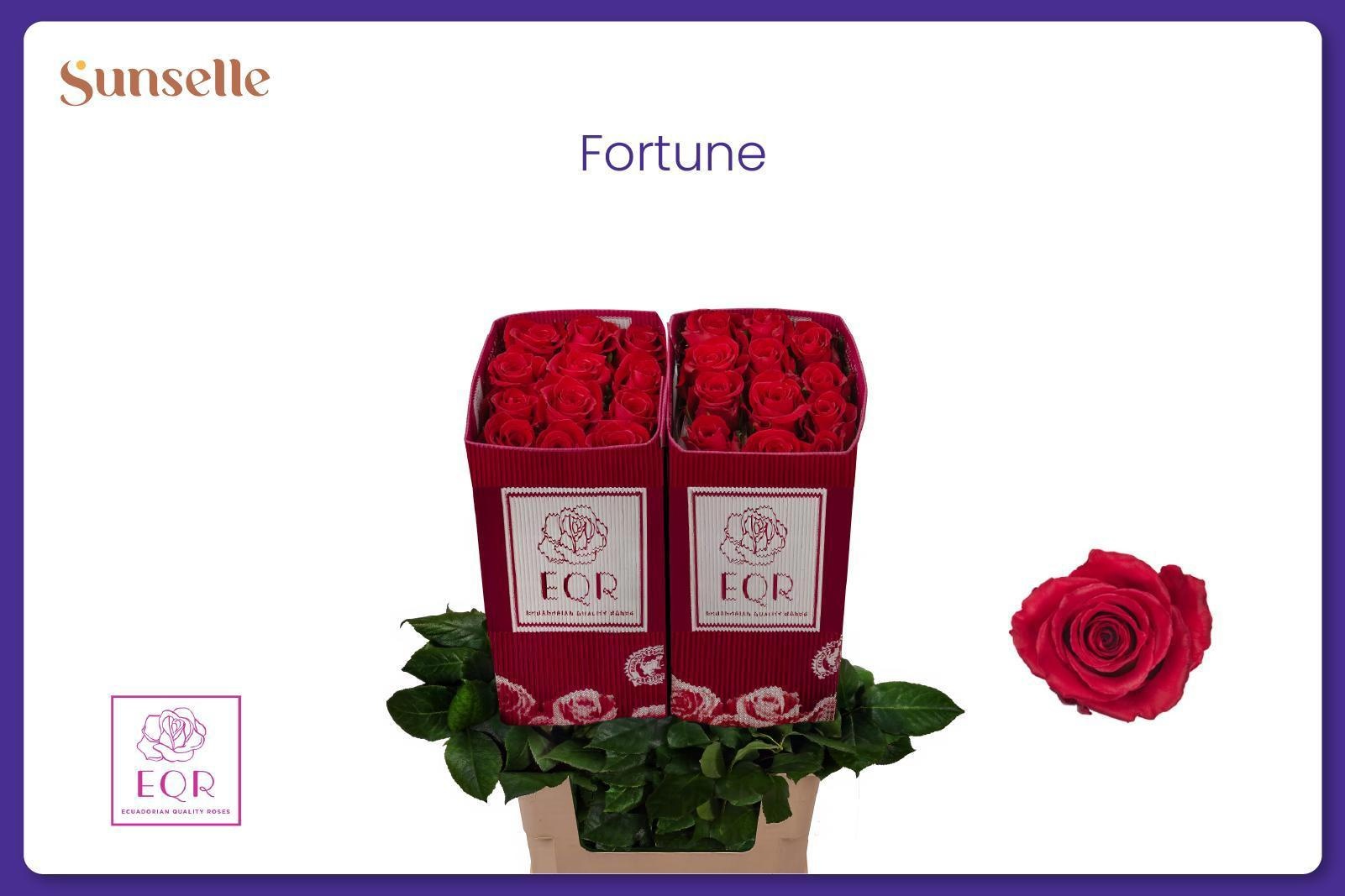 Rosa Fortune 60cm