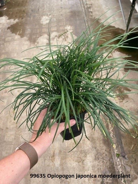 Ophiopogon japonicus
