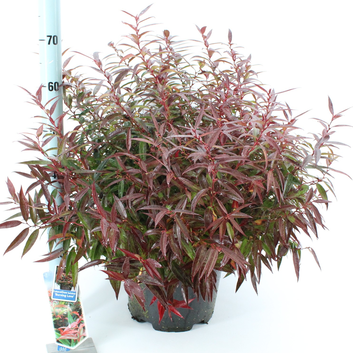 Picture of Leucothoe keiskei Burning Love P32 (15 Ltr)