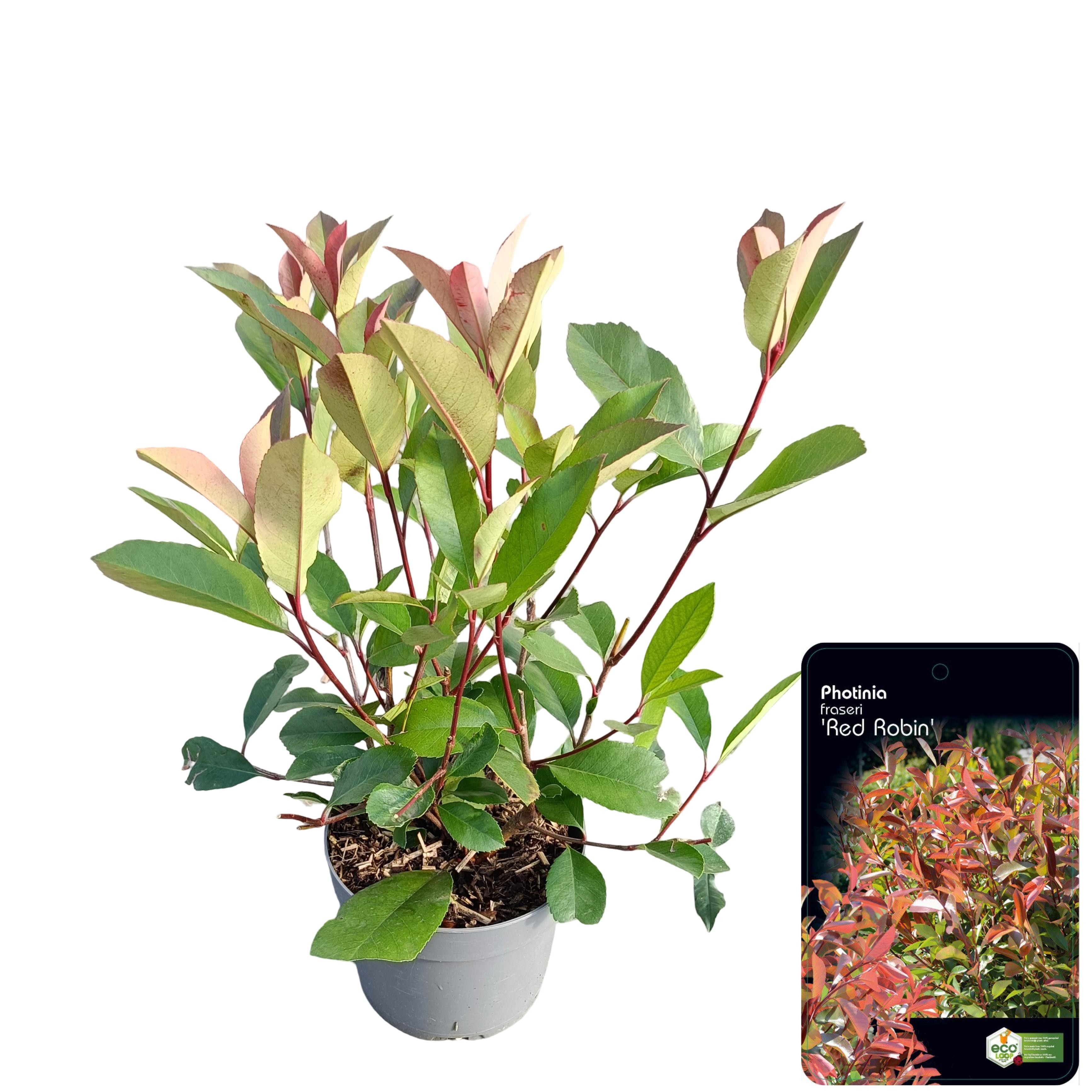 Picture of Photinia fraseri 'Red Robin' C2